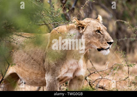 Eine Löwin. Stockfoto