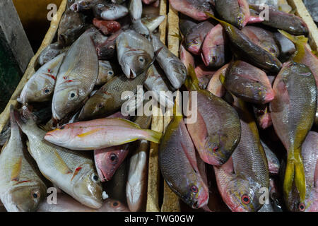 Viele Arten von frischen und rohen Fischen, Caesionidae, Baramundi, Zackenbarsch auf Eis am Kedonganan Fischmarkt Stockfoto