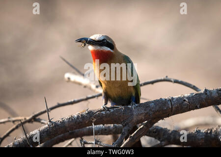 White-fronted Bee-eater mit einer Biene in ihrem Schnabel. Stockfoto
