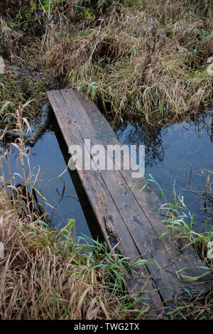 Alte und nasses Holz- Vorstand den Fluss in den Wald zu durchqueren Stockfoto