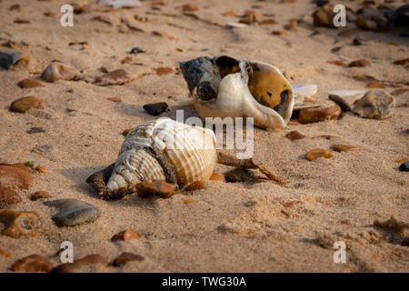 Hund whelk Muscheln auf einem Sandstrand umgeben von Verschlissene abgerundete Kieselsteine sind ein häufiger Anblick an britischen Stränden Stockfoto