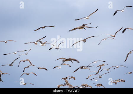 Möwen und braune Pelikane fliegen auf den Pazifik Küste; blauer Himmel Stockfoto