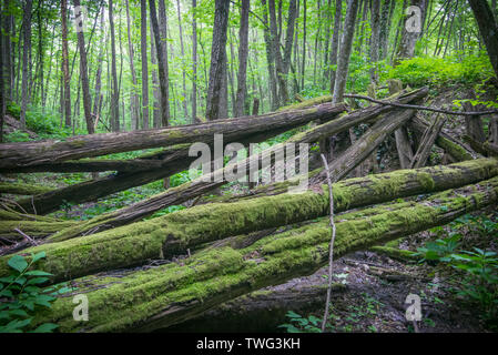 Die alten zerstörten Brücke von Verrottenden Protokolle in den Wald. Selektive konzentrieren. Stockfoto