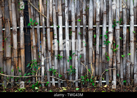 Der Zaun ist aus Bambus, die für eine lange Zeit verwendet worden ist, bis das Holz trocken ist, Braun und Grau mit einem Weinstock. Stockfoto