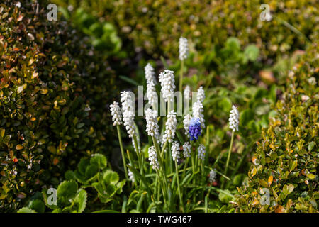 Ein Büschel der Weiße Hyazinthen, Muscari aucheri in Edinburgh wächst, mit einem blauen Blume Kopf. Schottland, Großbritannien Stockfoto