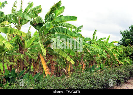 Die Banane Bäume im Garten waren, neue Triebe und einigen Bäumen begonnen, um Ergebnisse zu erzielen. Stockfoto