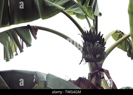 Die Banane Bäume im Garten waren, neue Triebe und einigen Bäumen begonnen, um Ergebnisse zu erzielen. Stockfoto