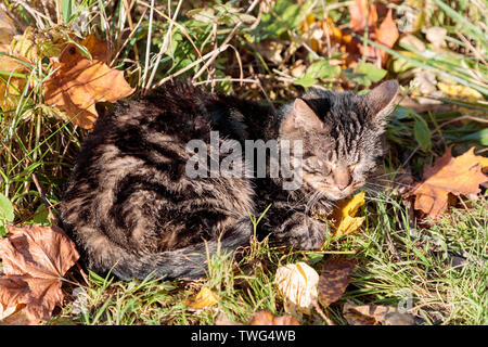 Graue Katze mit geschlossenen Augen das Aalen in der Sonne im Herbst Stockfoto
