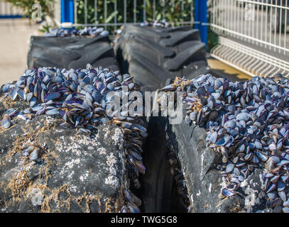 Alte Reifen am Strand. Kotflügel mit Muscheln bewachsen. Selektive konzentrieren. Stockfoto