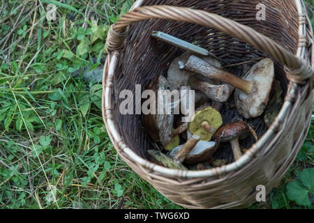 Weidenkorb mit gesammelten Pilze im Wald Stockfoto