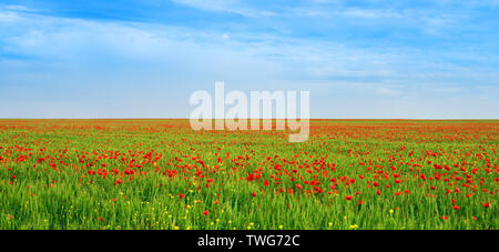 Großes Feld mit blühenden Mohn. Stockfoto