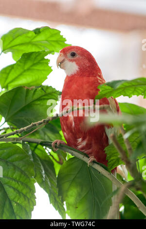 Rosella parrot Farbe ruby Sitzen auf einem Ast eines chinesischen Rose. Indoor Fotoshooting bei Tageslicht. Stockfoto