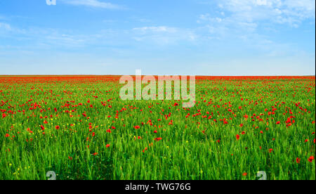 Großes Feld mit blühenden Mohn. Krim, Russland. Stockfoto