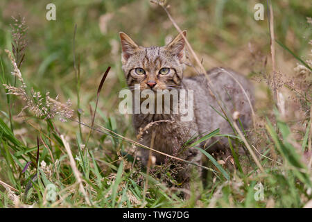 Schottische Wildkatze Katze (Felis sylvestris) in langen Gras, Devon, Großbritannien Stockfoto