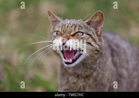 Schottische Wildkatze Kopf geschossen (Felis sylvestris) knurrenden und agressive, Devon, Großbritannien Stockfoto