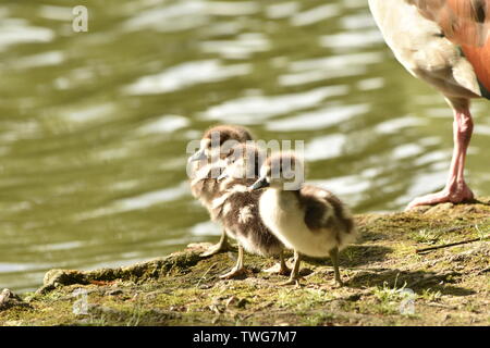 Baby Gease (Shaker) an Singleton See, Ashford Stockfoto