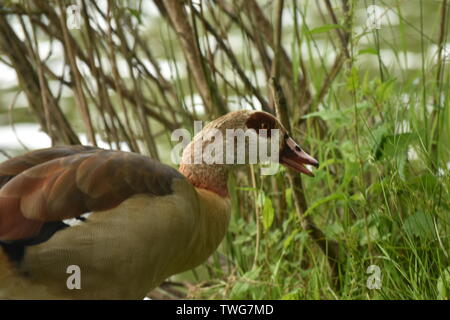 Baby Gease (Shaker) an Singleton See, Ashford Stockfoto