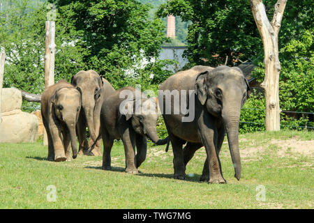 Die Gruppe der Erwachsenen und Baby Elefanten auf der Weide im Zoologischen Garten. Sie Aussehen zufrieden. Stockfoto