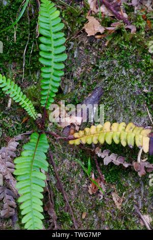 Junger Hartfarn (Blechnum spicant). Holne Woods, Dartmoor National Park. Devon, Großbritannien. Stockfoto