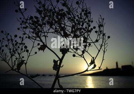 Silhouette einer Anlage bei Sonnenuntergang. Russland Stockfoto