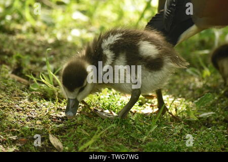 Baby Gease (Shaker) an Singleton See, Ashford Stockfoto