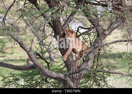 Löwe (Panthera leo) sitzen auf dem Baum Stockfoto