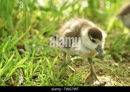 Baby Gease (Shaker) an Singleton See, Ashford Stockfoto