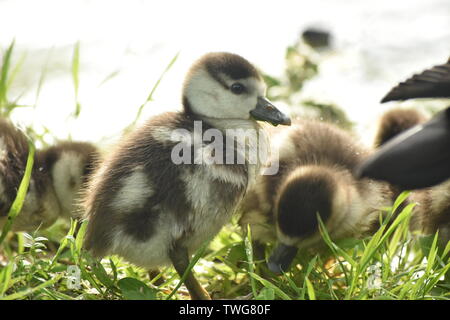 Baby Gease (Shaker) an Singleton See, Ashford Stockfoto