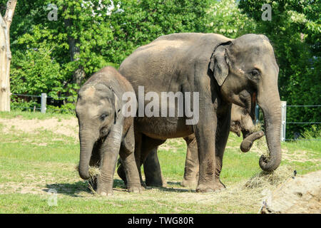 Die Gruppe der Erwachsenen und Baby Elefanten auf der Weide im Zoologischen Garten. Sie Aussehen zufrieden. Stockfoto