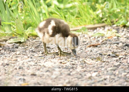 Baby Gease (Shaker) an Singleton See, Ashford Stockfoto