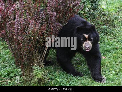 Zoo- und Wildtiere in Cheshire credit Ian Fairbrother/Alamy Stockfotos Stockfoto