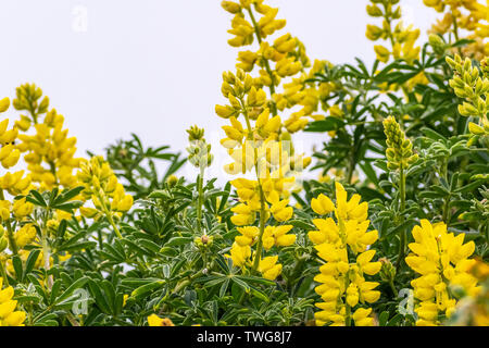 Küsten bush Lupine (Lupinus Arboreus) blühen am Pazifischen Ozean Küste, Kalifornien Stockfoto