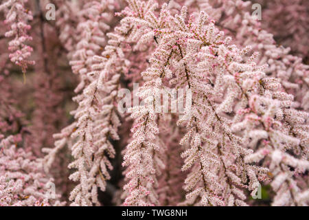 Tamarix Büsche blühen Tamarix gallica twiggy Strauch mit rosa Blumen bedeckt Stockfoto