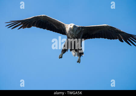 Nahaufnahme eines White Tailed Seeadler (Haliaeetus albicilla) im Flug auf der Jagd nach Fischen, Lofoten, Norwegen Stockfoto