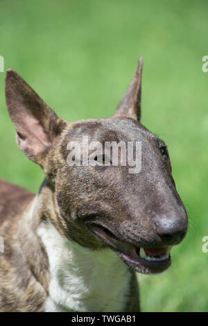 Miniatur Bullterrier brindle-Weiß steht auf einer grünen Wiese. Close Up. English Bull Terrier oder Keil. Heimtiere. Stockfoto