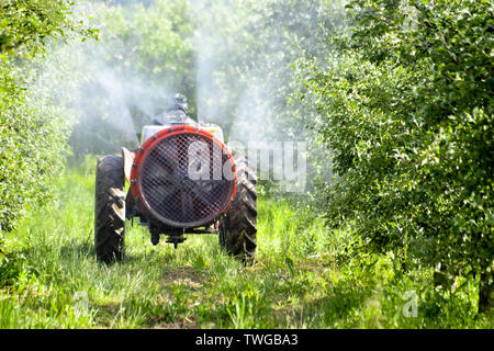 Traktor sprays Insektengift in Apple Orchard Felder Bild Stockfoto