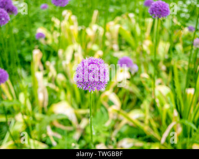 Bild von lila Allium giganteum mit verschwommenen Hintergrund Stockfoto