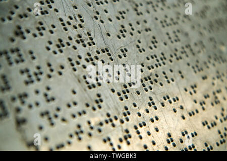 Ein Detail des Textes in Braille Alphabet. Die Detailtreue der Informationen anmelden. Stockfoto