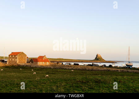 Die Sonne im Spätherbst auf einem Bauernhof und dem aus dem 15. Jahrhundert stammenden Lindisfarne Castle auf der Heiligen Insel Lindisfarne in Northumberland, Großbritannien. Lindisfarne Cas Stockfoto