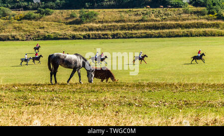 Pferde essen Gras am Ufer der Polo Feld mit Reiter und Pony reiten Tiere ein Spiel spielen. Stockfoto