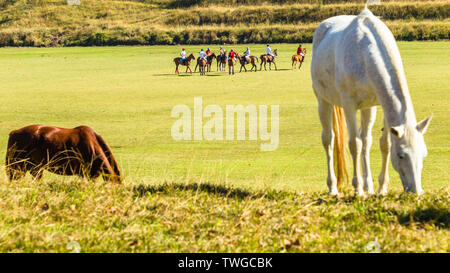 Pferde essen Gras am Ufer der Polo Feld mit Reiter und Pony reiten Tiere ein Spiel spielen. Stockfoto