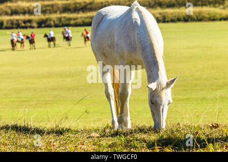 Pferde essen Gras am Ufer der Polo Feld mit Reiter und Pony reiten Tiere ein Spiel spielen. Stockfoto