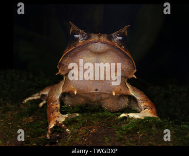 Malaiische leaf Frog, Megophrys nasuta, Stockfoto