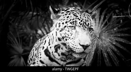 Schöne Katze Jaguar (Panthera Onca) in enger in beeindruckenden Schwarz und Weiß Stockfoto