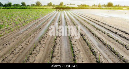 Pflanzliche Zeilen mit Wasser überflutet. Flut in der Landschaft und steigende Wasserstände und starken Regenfällen. Verlust der Ernte. Die Landwirtschaft. Landwirtschaft. Die Ukraine Stockfoto