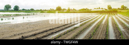 Pflanzliche Zeilen mit Wasser überflutet. Flut in der Landschaft und steigende Wasserstände und starken Regenfällen. Verlust der Ernte. Die Landwirtschaft. Landwirtschaft. Die Ukraine Stockfoto