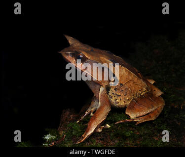 Malaiische leaf Frog, Megophrys nasuta, Stockfoto