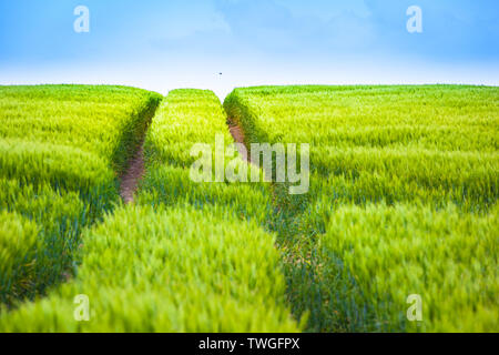 Art und Weise des Traktors Titel gerade zu Horizont in frischen grünen Feld mit Getreide, vogel Schwalbe fliegt niedrig an regnerischen Himmel (Platz kopieren) Stockfoto