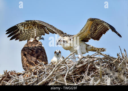 Junge Osprey ist Training ist Flügel in der Lage sein, das Nest zu verlassen und den ersten Flug machen. Stockfoto