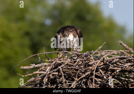 Fischadler (Pandion haliaetus) ihre Küken füttern auf dem Nest im Frühjahr Stockfoto